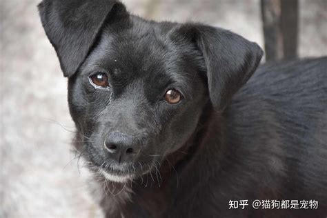 黑狗風水|养黑狗对家里风水怎么样